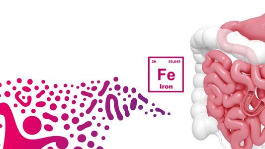 the gut and how iron is absorbed in the gut