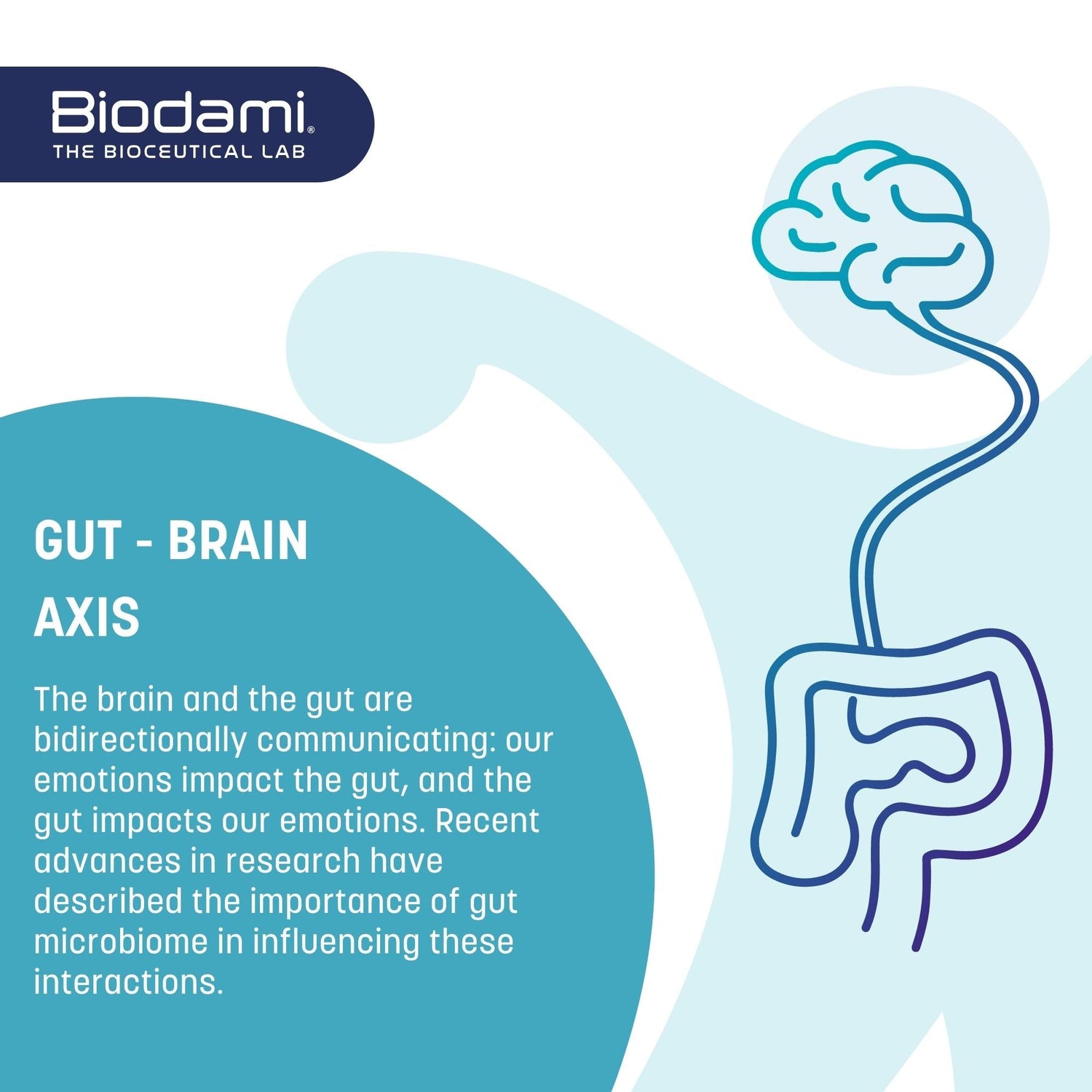 gut brain graphic. Gut brain axis is a connection between the gut and the brain. 